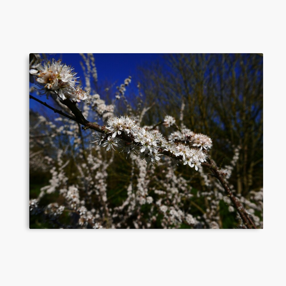 Blackthorn (Prunus spinosa) Canvas Print