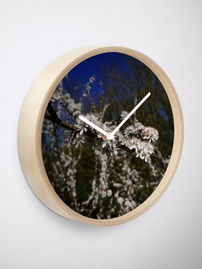 Alternate view of Blackthorn (Prunus spinosa) Clock