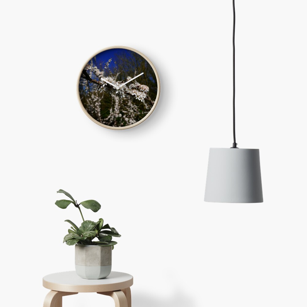 Blackthorn (Prunus spinosa) Clock