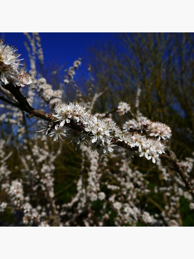 Blackthorn (Prunus spinosa) by IOMWildFlowers