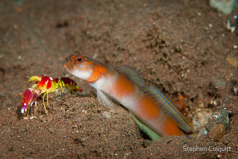"Shimp goby with shrimp" by Stephen Colquitt Redbubble