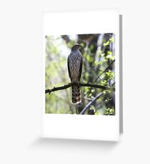 Slender Cooper's Hawk Greeting Card