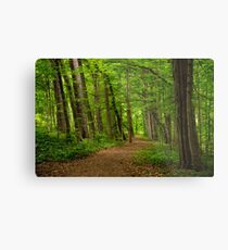 Sacred Grove Path Metal Print