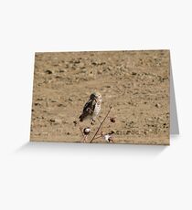 Burrowing Owl Greeting Card