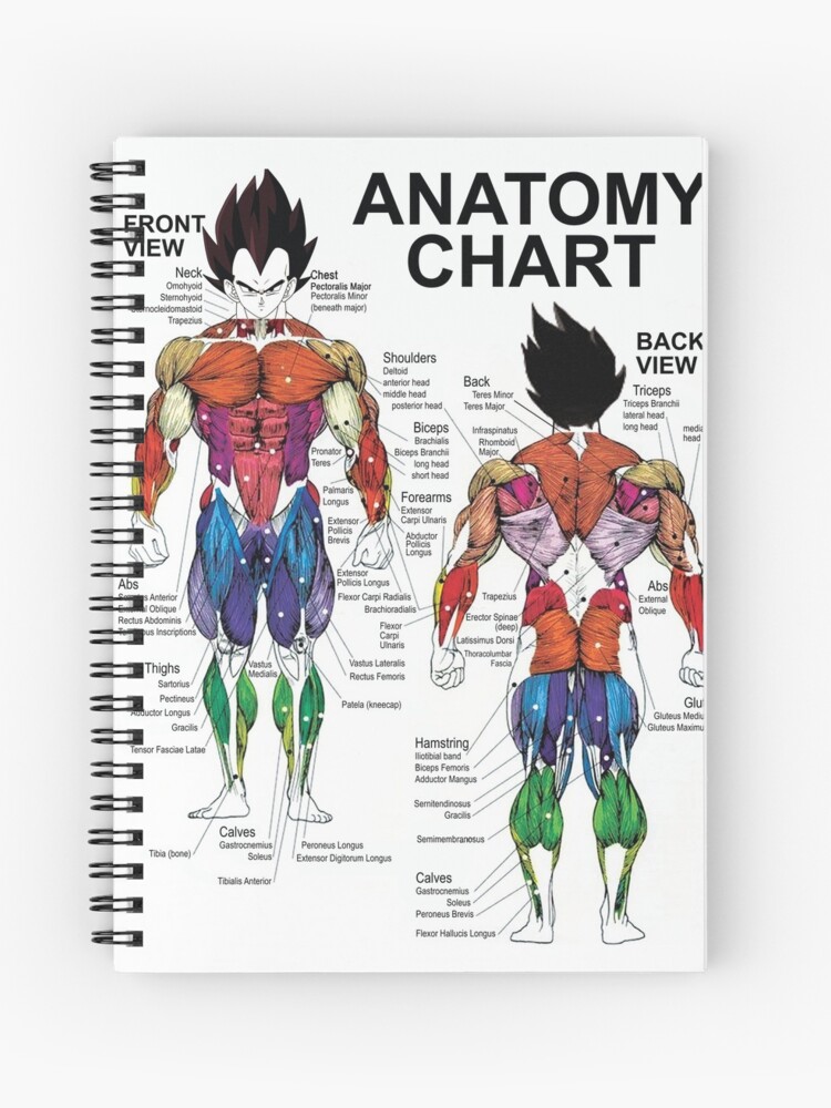 Bodybuilding Anatomy Exercise Chart