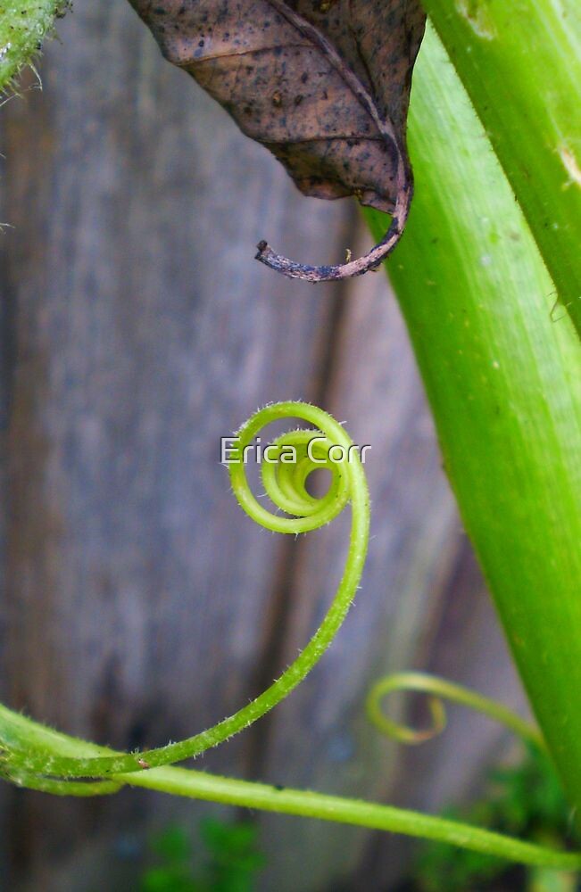 Zucchini And Leaf Curl Up By Erica Corr Redbubble 