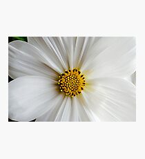 Flora macro Photographic Print