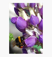 Bee on Blue Lupin Photographic Print