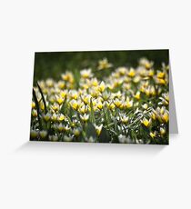 Parvitulppaani (Tulipa tarda) Greeting Card