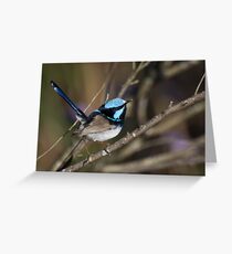 Superb Fairy wren Male 2 Grußkarte