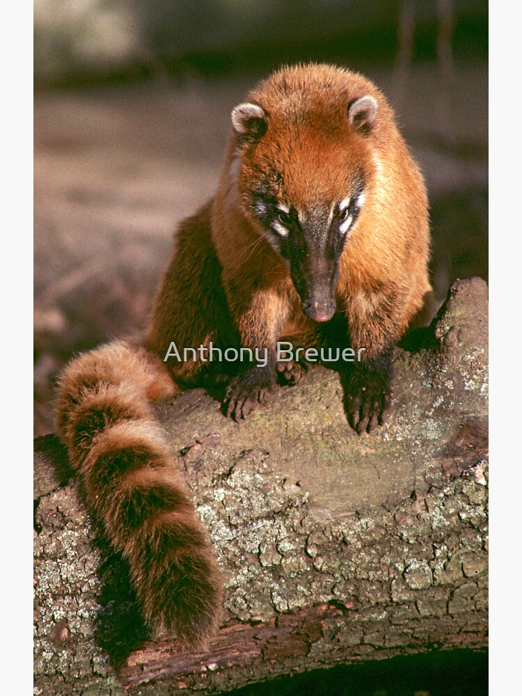 A study in coati by dailyanimals