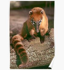 A study in coati Poster
