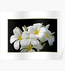Frangipanis Poster