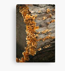 Frilly Fungi Canvas Print