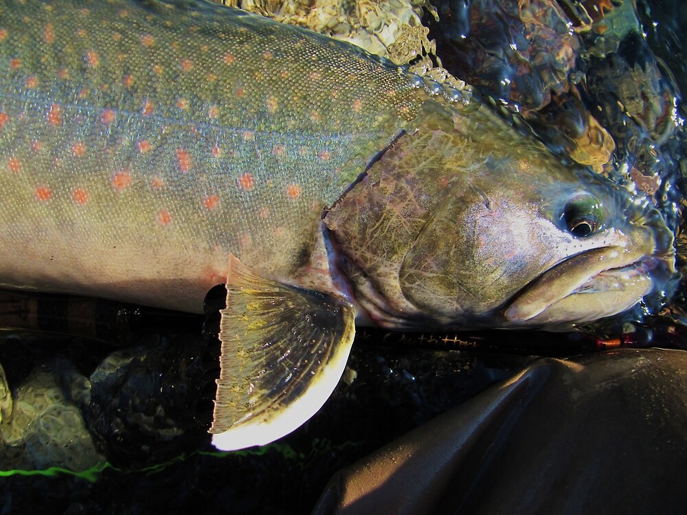 "Bull Trout" by Mike Kinney Redbubble
