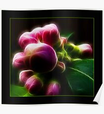 citric flush Poster