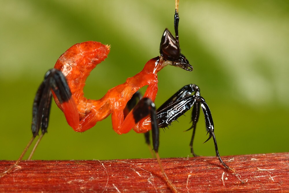 "newly born hatchling orchid mantis 1st instar - just ...