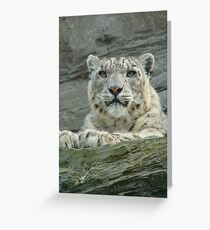 snow leopard Grußkarte