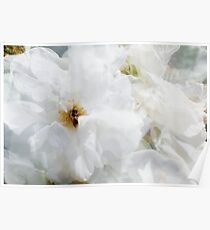 White Roses of Summer Poster