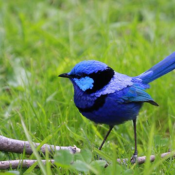 Artwork thumbnail, Splendid Fairywren by mistered