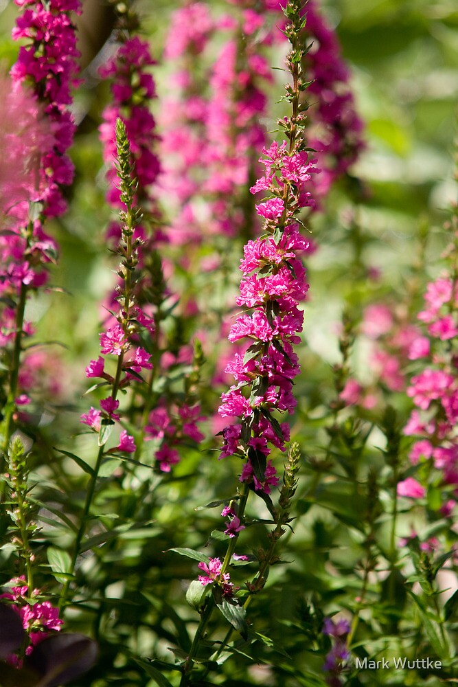 Tall Pink Flowers By Mark Wuttke Redbubble 0680