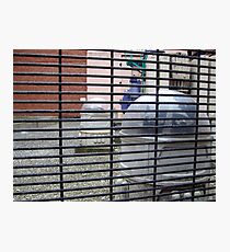 Encaged Daleks Photographic Print