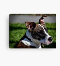 Swagger Canvas Print
