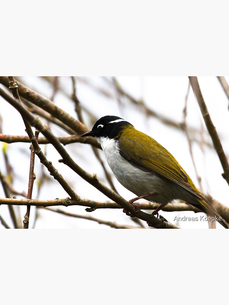 White-naped Honeyeater by mistered
