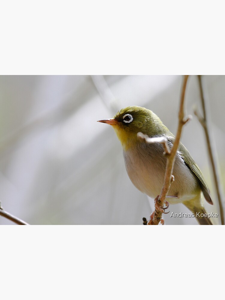 Silvereye by mistered