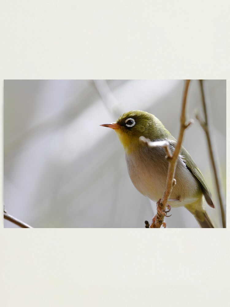 Alternate view of Silvereye Photographic Print