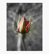 Rose Bud Photographic Print