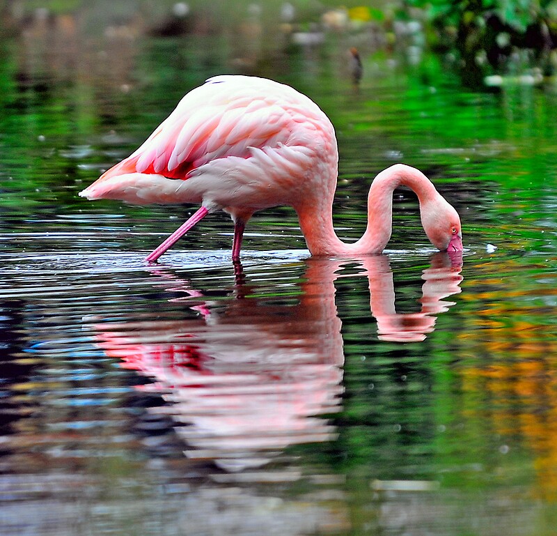 « Pink Flamingo » Par Mike1242 | Redbubble