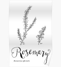 Rosemary - art print Poster