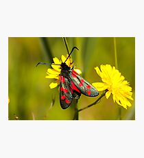 Burnet Moth Photographic Print