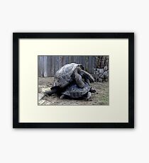 Large Turtle's Mating Framed Print