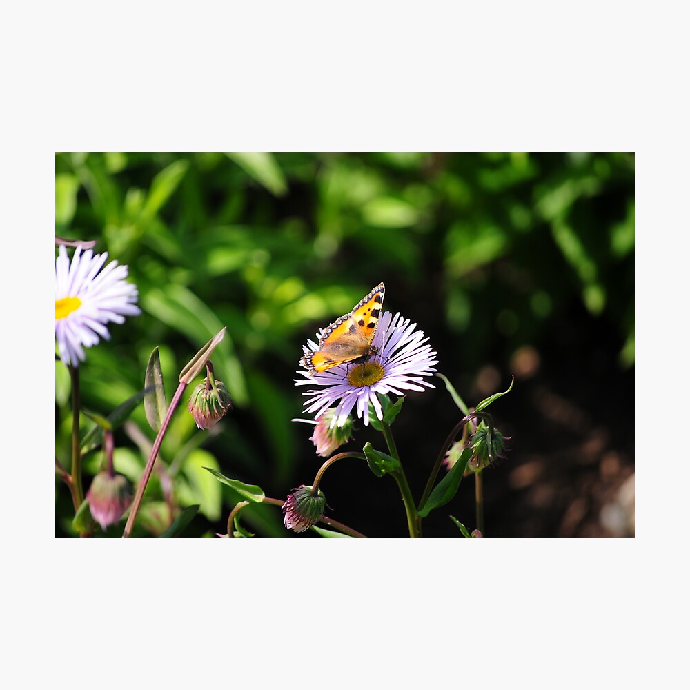 Butterfly On Flower Photographic Print