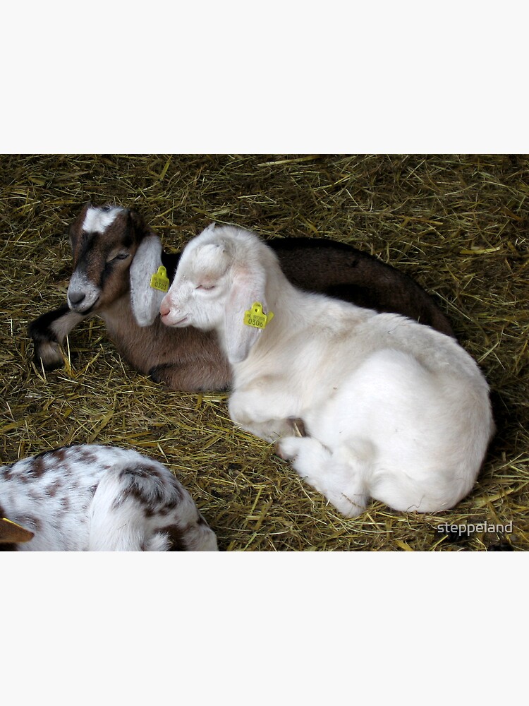 Two young goats by steppeland