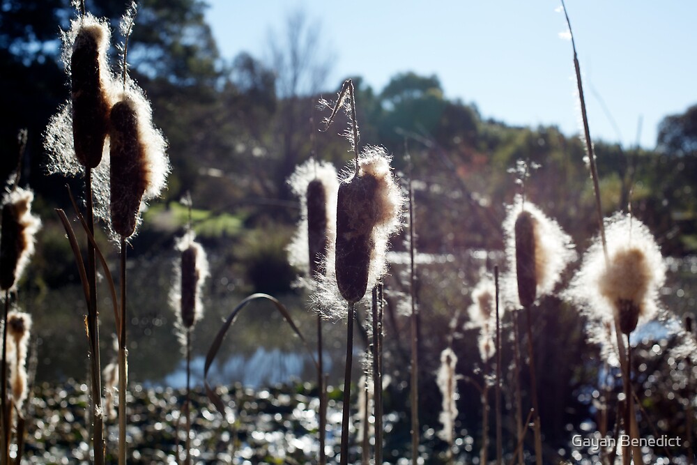 Tasmania Bush Reeds