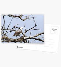 White-fronted Chat Postcards