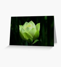 Nelumbo nucifera Greeting Card