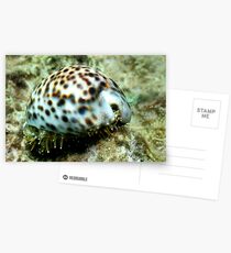 Cowrie Shell Postcards