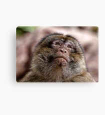 Daydreamer Canvas Print