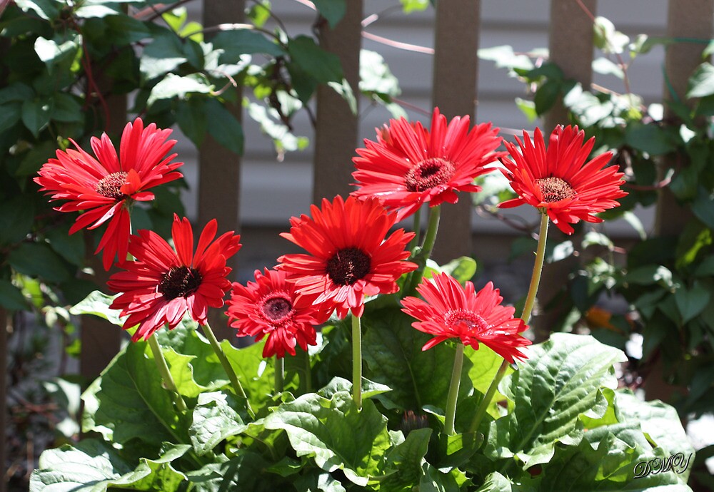 "Potted Gerbera Daisies" by shadyuk Redbubble