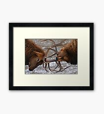 Bull Elk In The Rut Framed Print