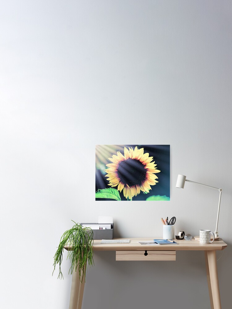 Sunflower Yellow Flower Cottage Kitchen Art Modern Country Matted Picture A586