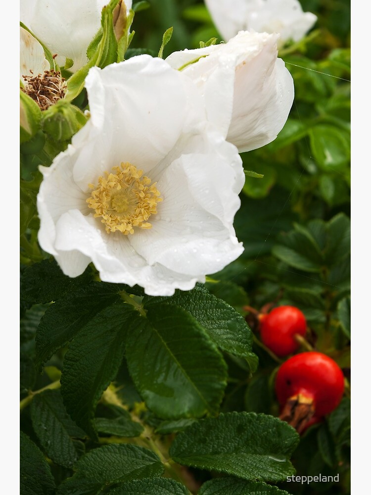 White Dune Rose - after the rain by steppeland