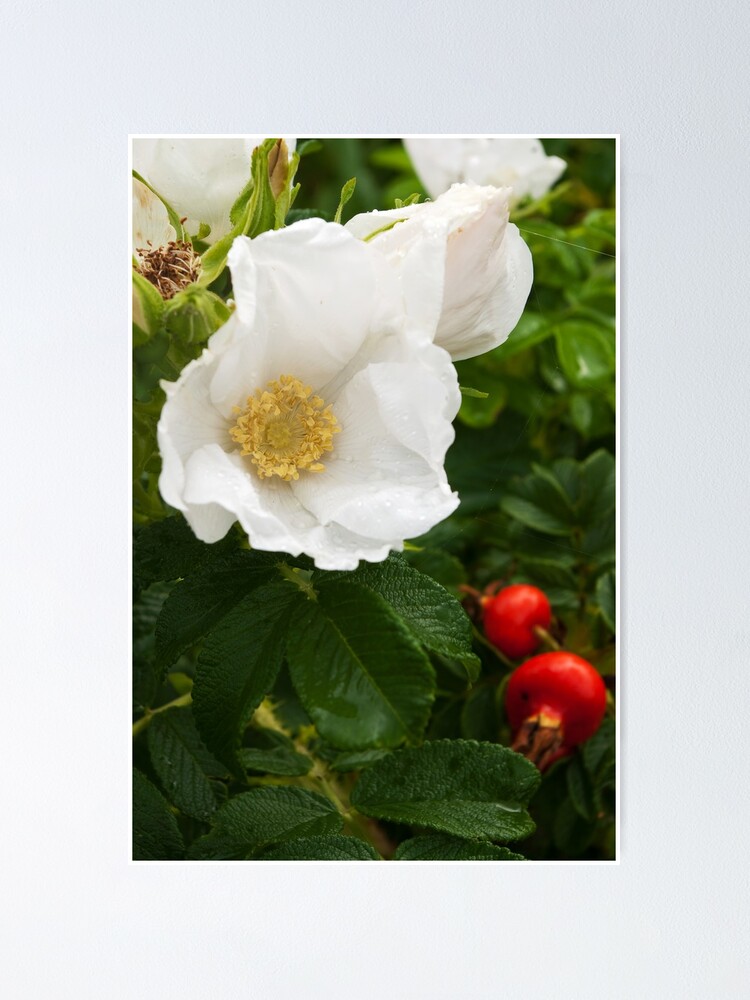 Alternate view of White Dune Rose - after the rain Poster