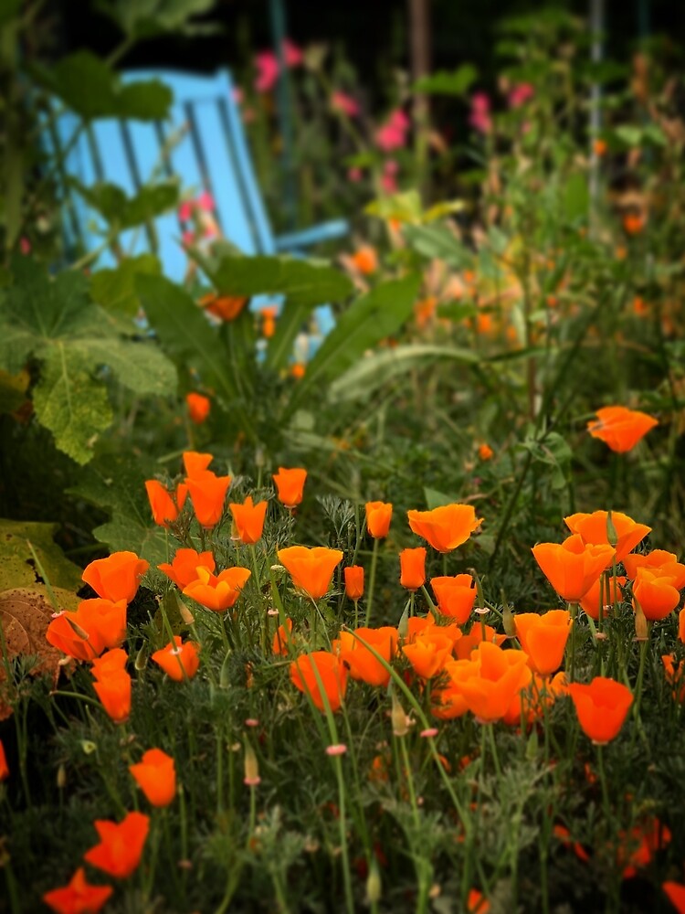 California Poppies In The Garden by douglasewelch