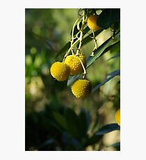 Native Fruit Photographic Print