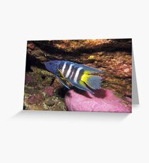 Eastern Blue Devilfish Greeting Card